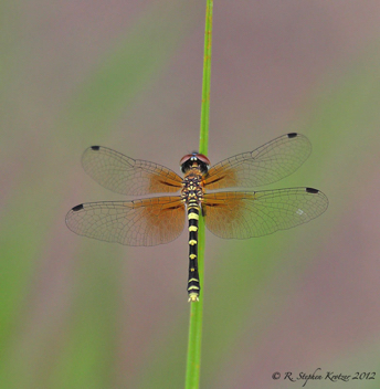 Nannothemis bella, female